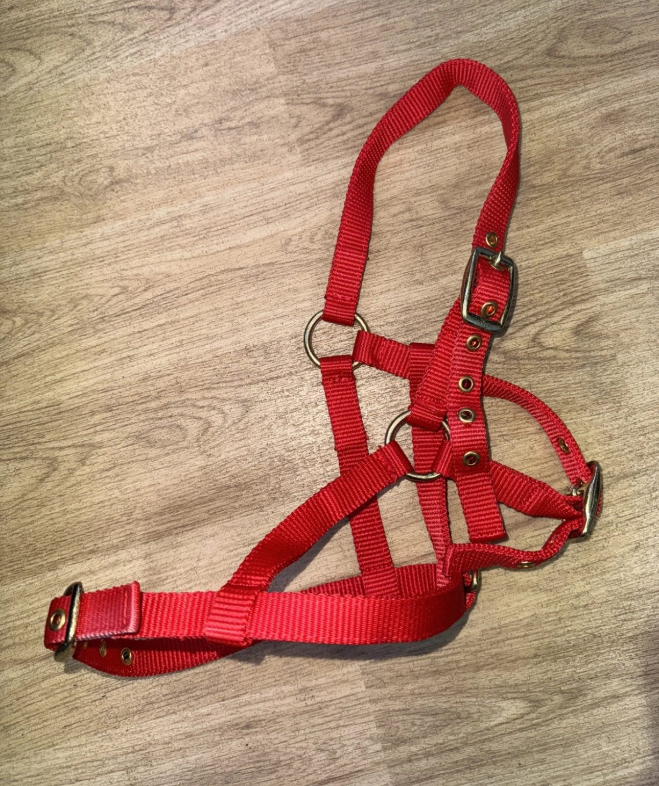 STS Foal Headcollar