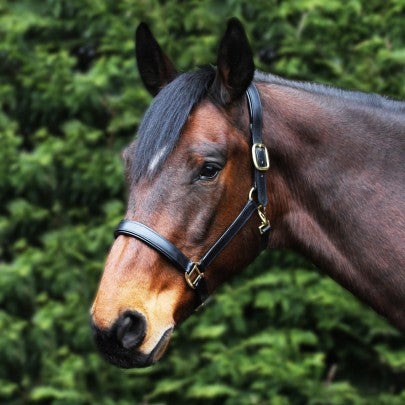 Gallop Leather Headcollar