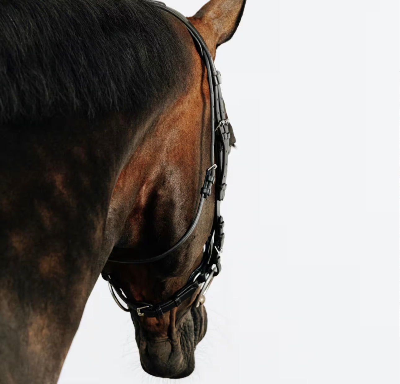 Decathlon Comfort Bling Bridle | Cob Size