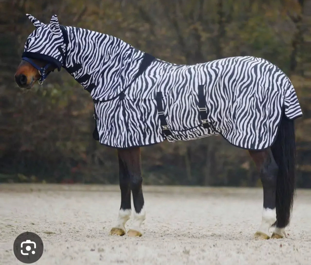 Gallop Zebra Fly Combo Rug With Belly .