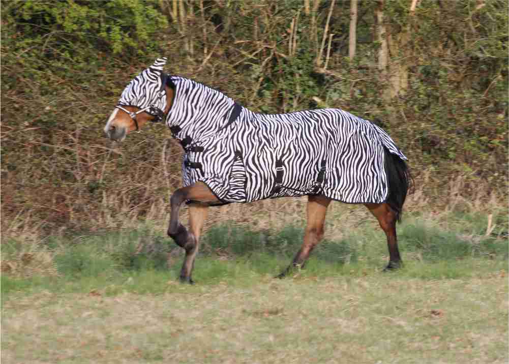 Jump Zebra Fly Rug & Free Mask .