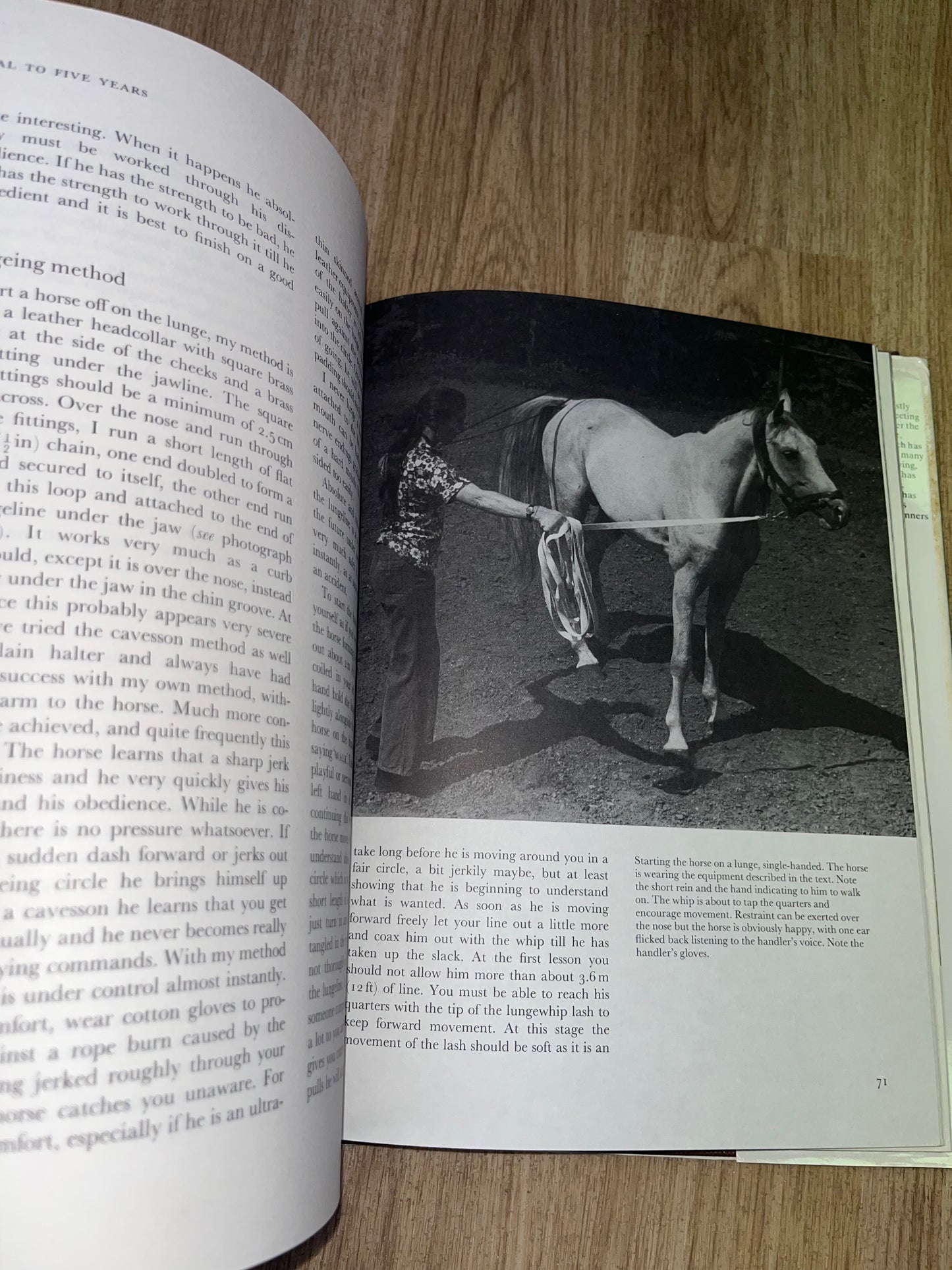 Foal To Five Years