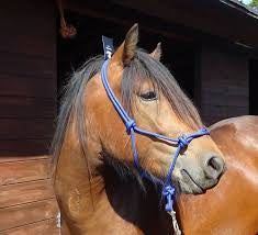 Rhinegold BLACK Rope Halter