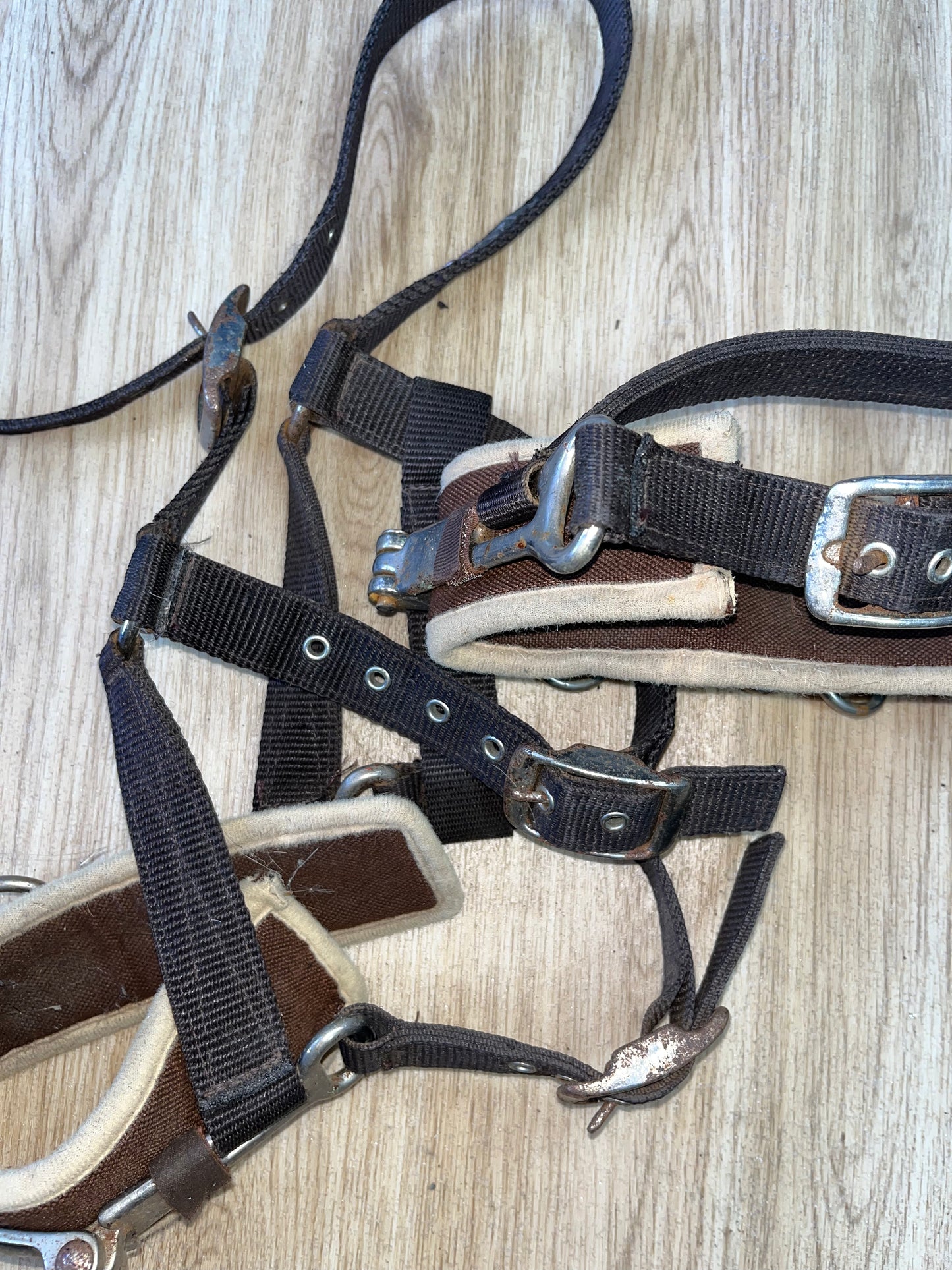 Cottage Craft Lunging Cavesson Webbing Large