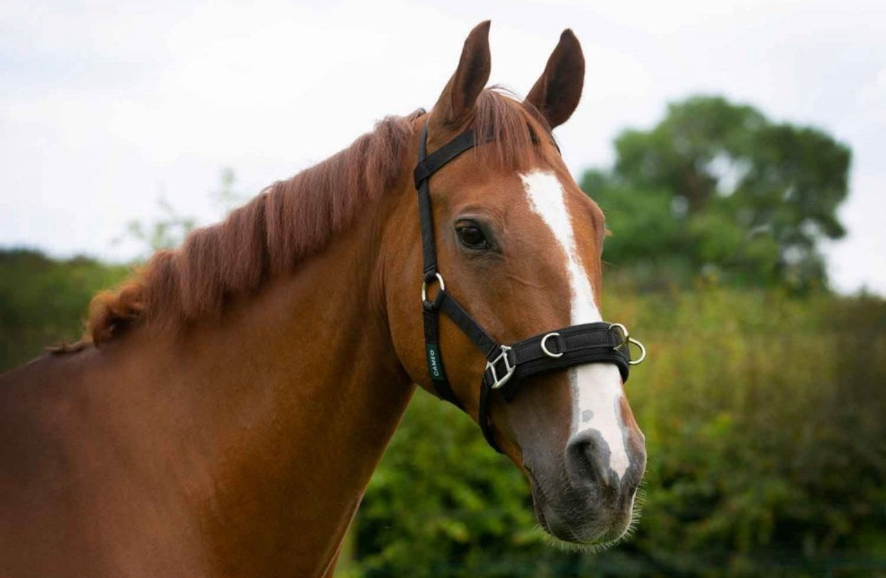 Cameo Lunging Cavesson / Pony / Cob / Full .