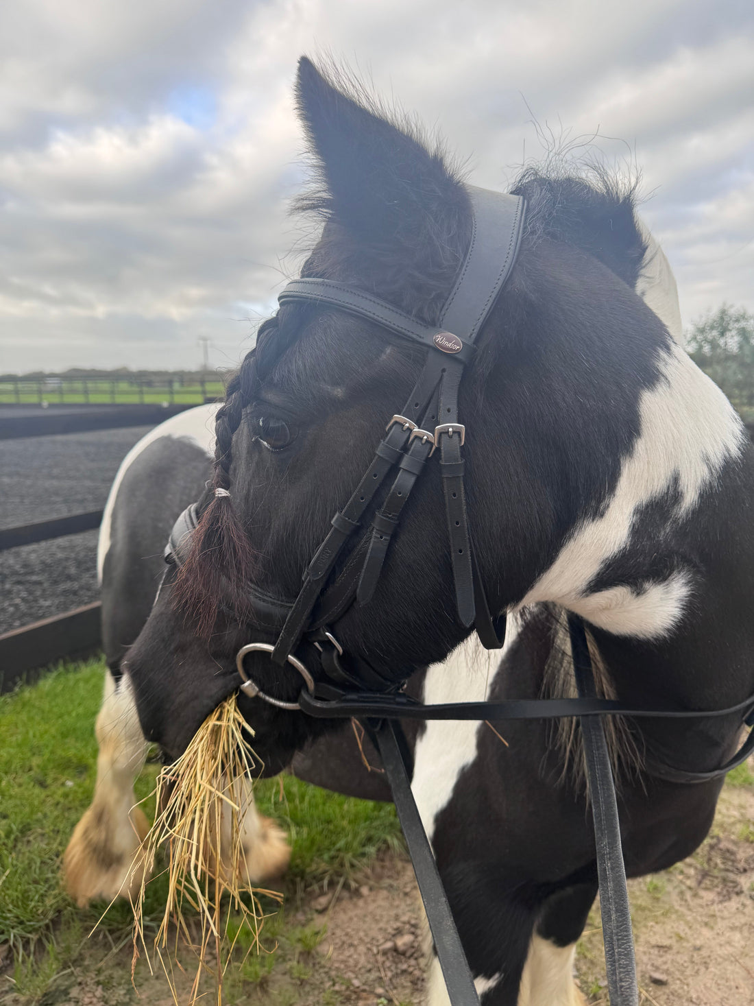 How to Buy Pre-Loved Equestrian Tack: A Beginner's Guide