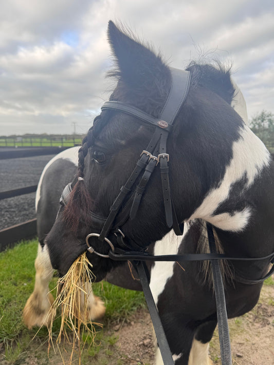 How to Buy Pre-Loved Equestrian Tack: A Beginner's Guide