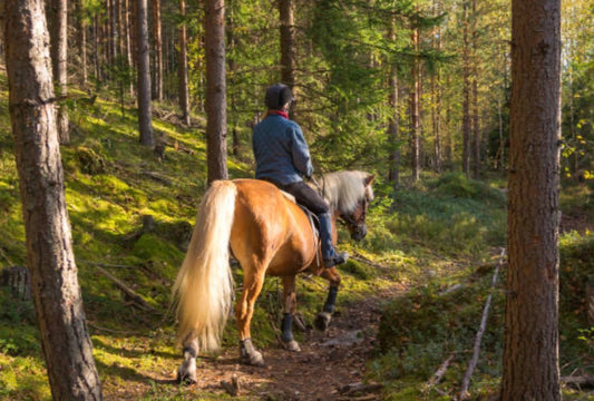 Horse Charity Fun Rides UK: Where to Find Them, What to Take & What to Expect