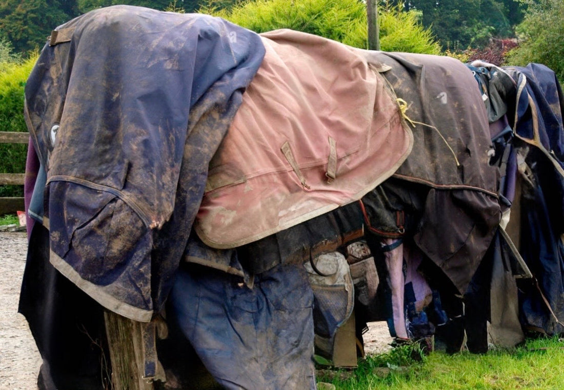 Buying Horse Rugs In The UK | Rug Weight Guide