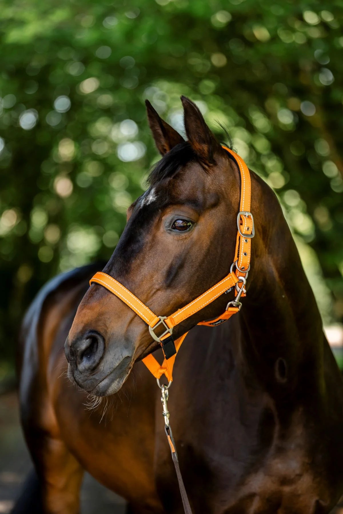Cameo Field Safe Headcollar