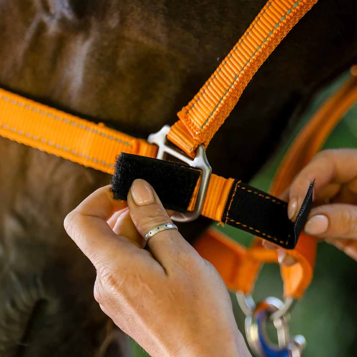 Cameo Safety Headcollar