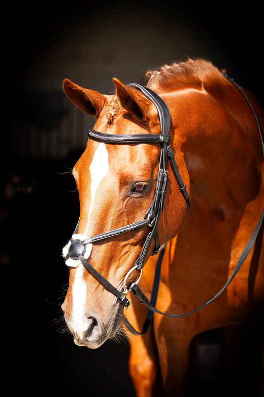 Eco Rider Galway v2.0 Bridle