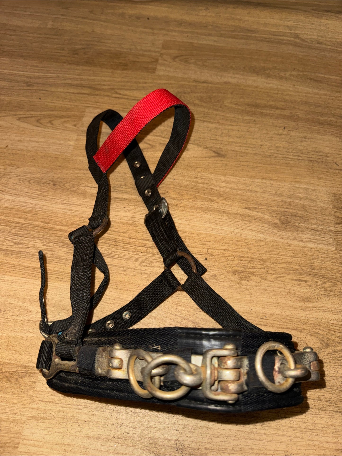 Eclipse Pony Lunging Cavesson Training Aid Second Hand Horse Tack #1