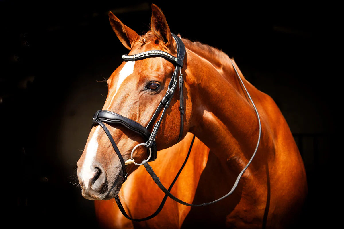 Eco Rider Navan v2.0 Bridle