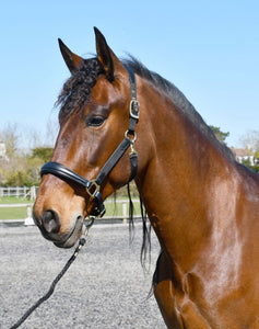Rhinegold Anatomical Softee Leather Padded Headcollar
