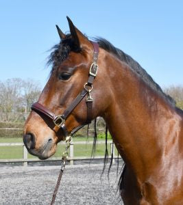 Rhinegold Anatomical Softee Leather Padded Headcollar