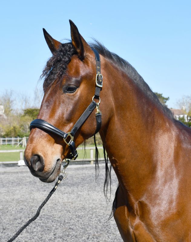 Rhinegold Anatomical Softee Leather Padded Headcollar