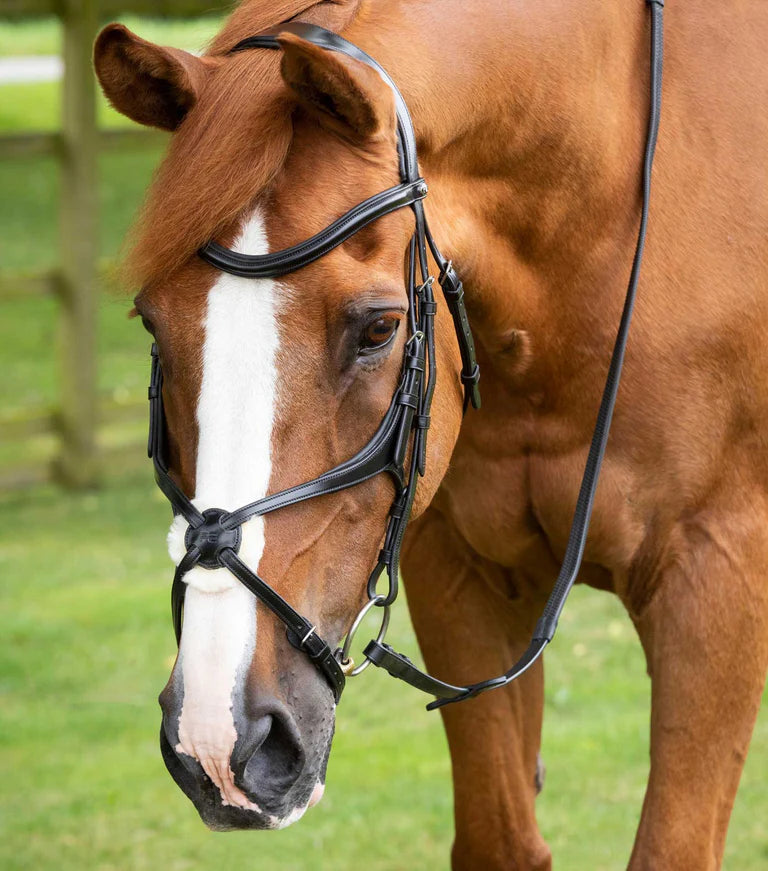 Premier Equine Glorioso Grackle Bridle