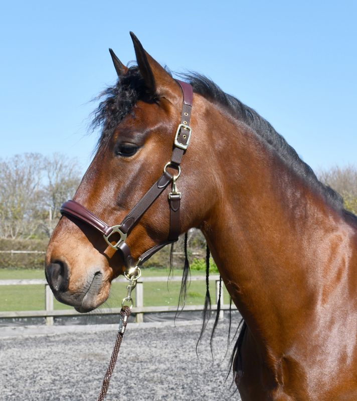 Rhinegold Anatomical Softee Leather Padded Headcollar