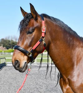 Rhinegold Anatomical Softee Leather Padded Headcollar