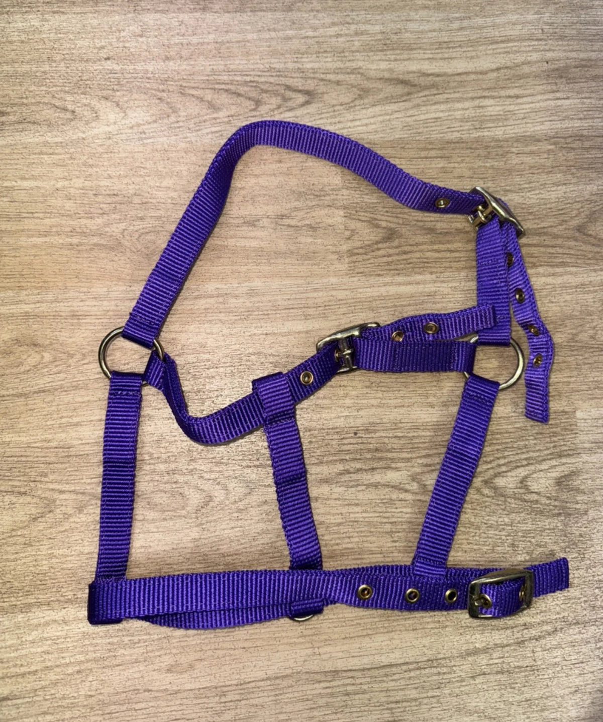 STS Foal Headcollar