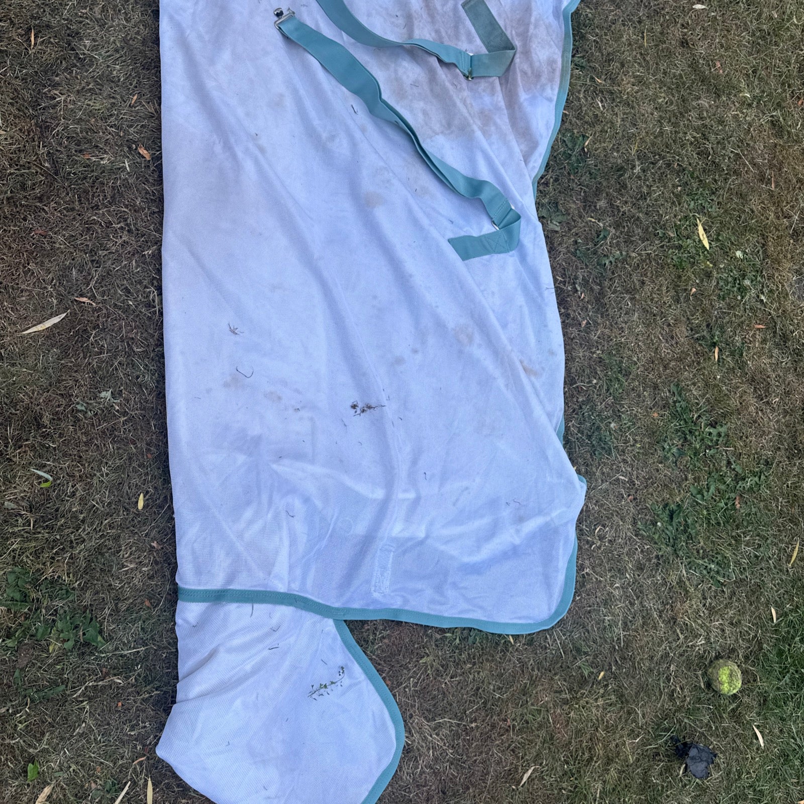Epic Big Horse Rug Shop Fly Rug 7’6