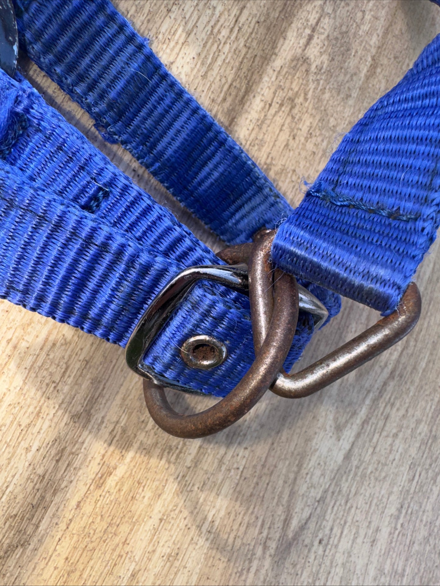 Lemieux Benneton Blue Headcollar  | Size Pony