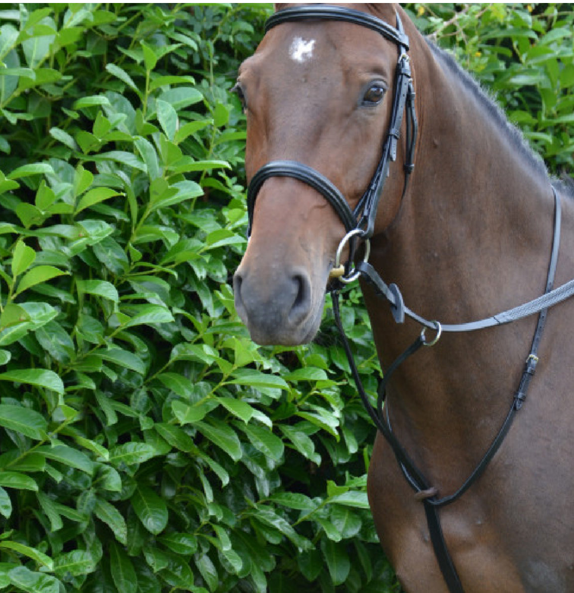 Hy Equestrian Running Martingale