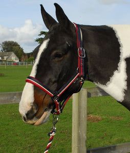 Rhinegold Padded Striped Headcollar & Lead Rope Set