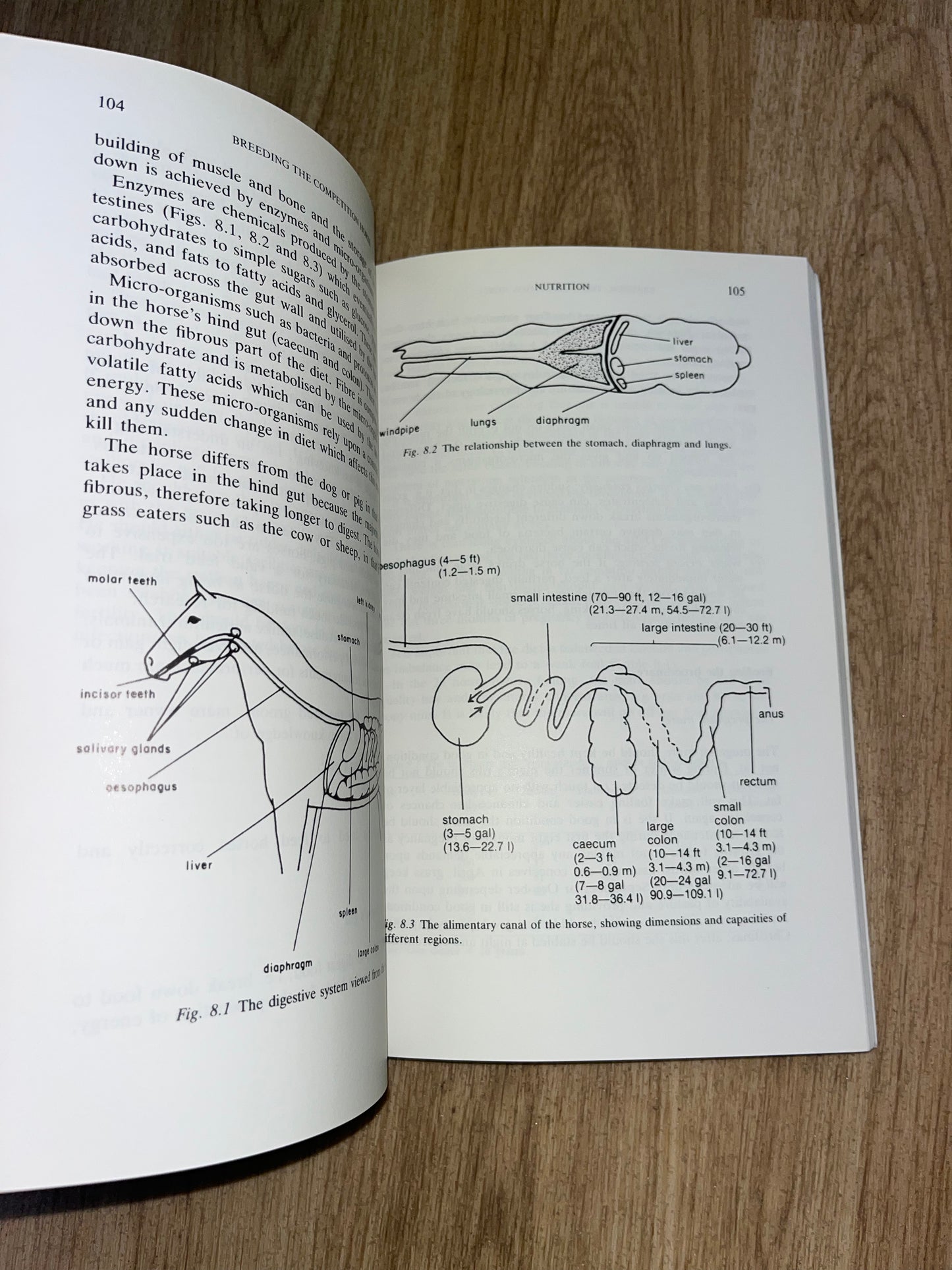 Breeding The Competition Horse