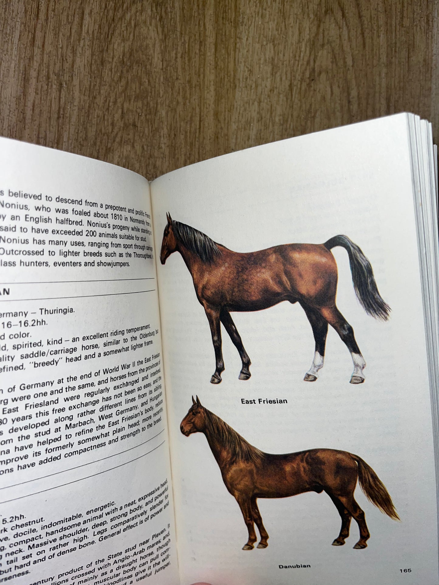 Guide To The Horse’s Of The World