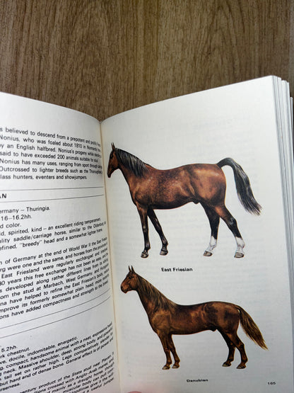 Guide To The Horse’s Of The World