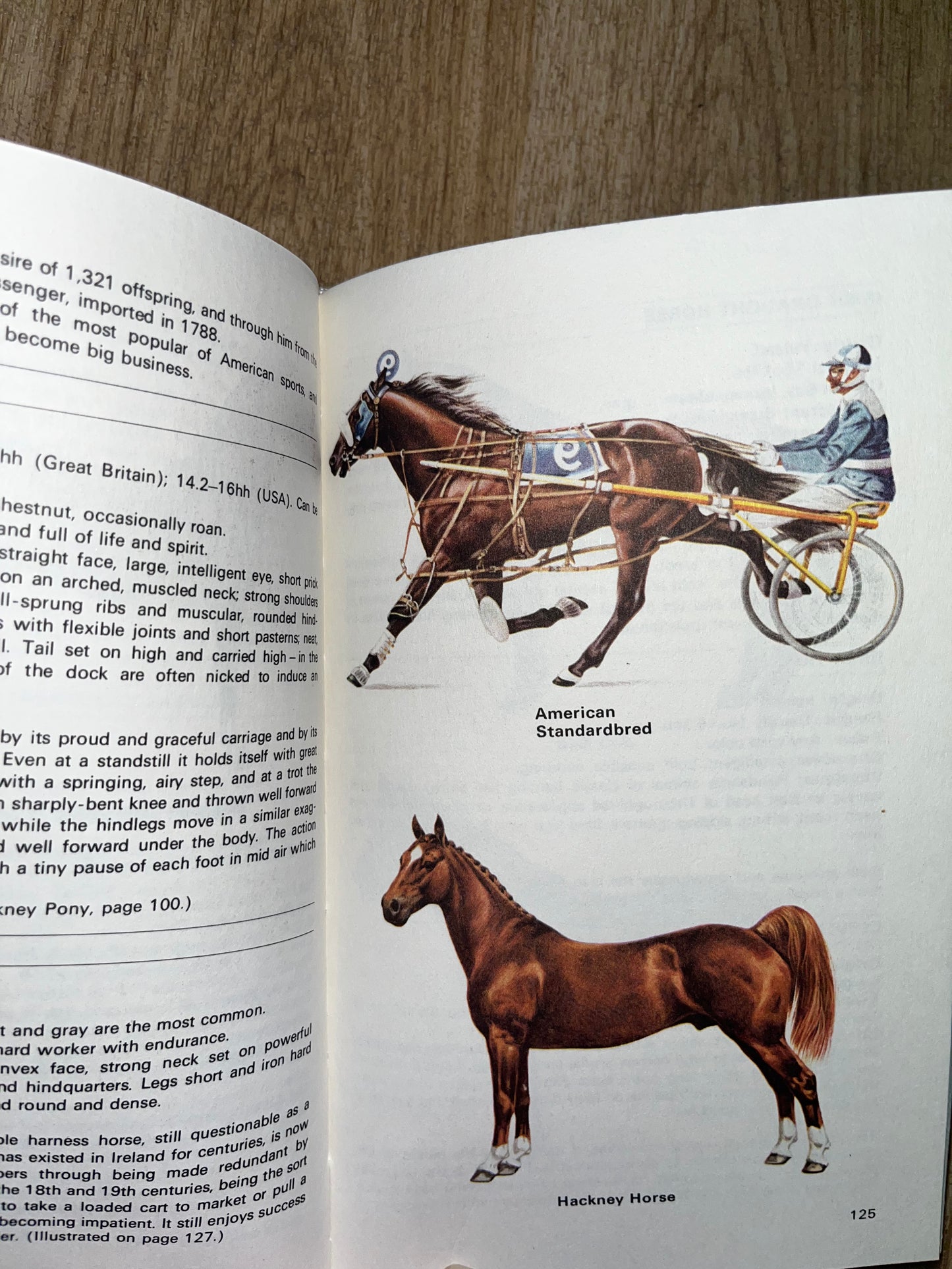 Guide To The Horse’s Of The World