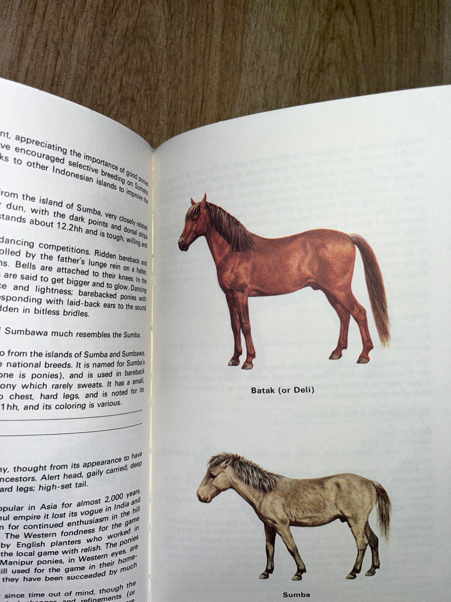 Guide To The Horse’s Of The World