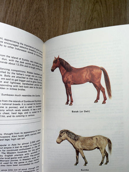 Guide To The Horse’s Of The World