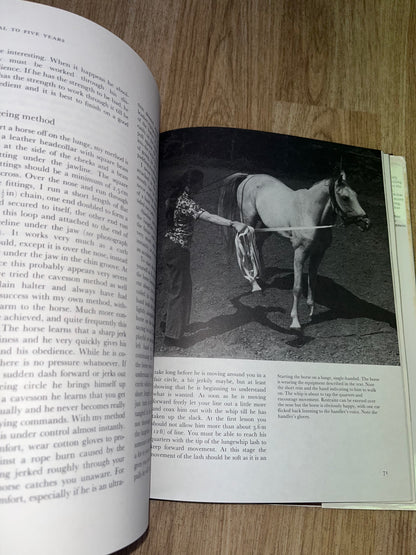 Foal To Five Years