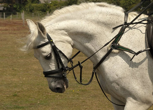 Rhinegold 5 Point Breastplate .