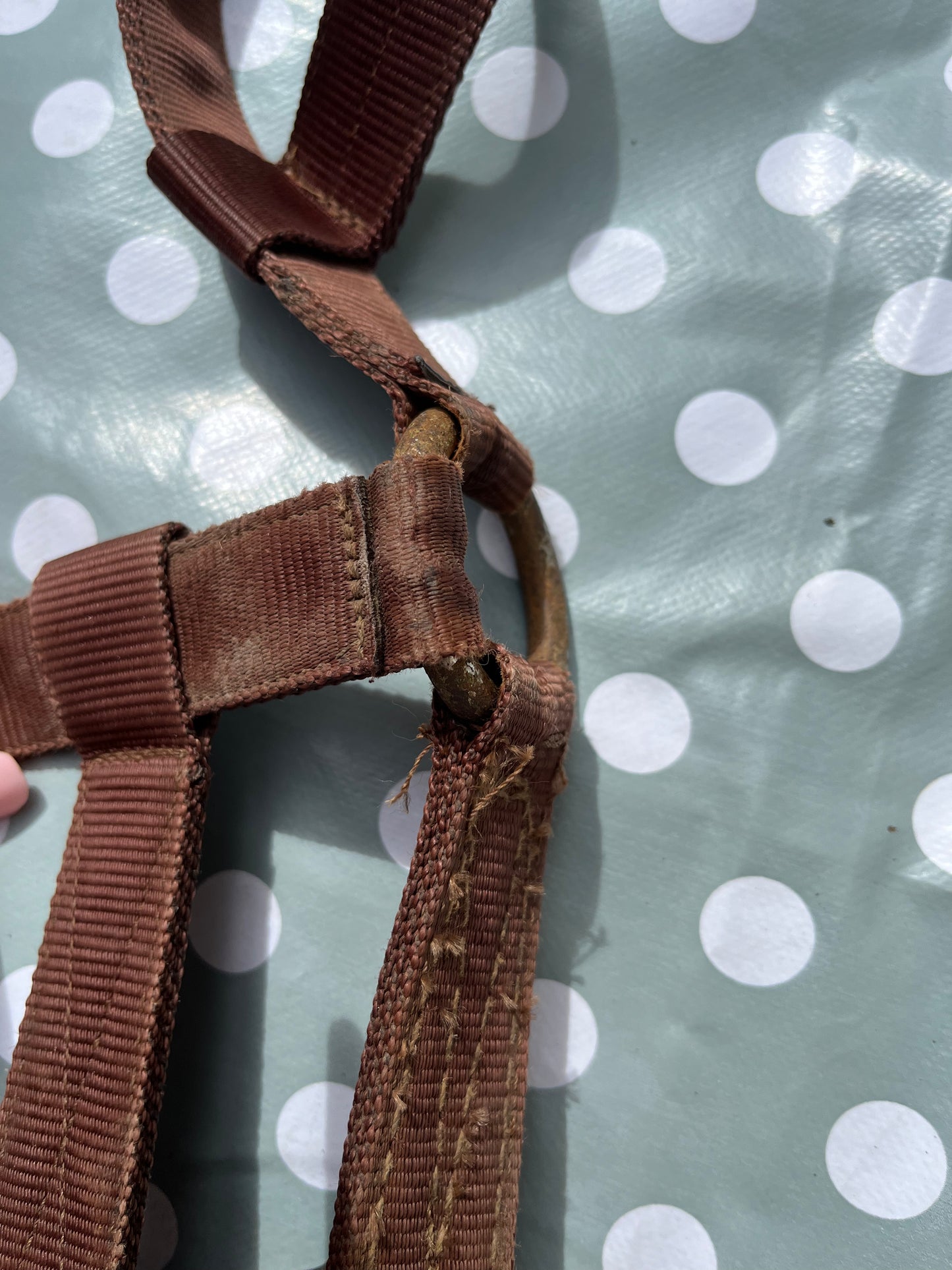 Lunging Cavesson Full Brown