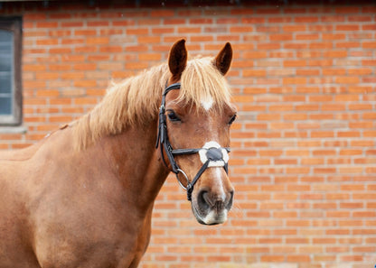 Eco Rider Galway Grackle Bridle