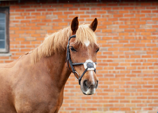 Eco Rider Galway Grackle Bridle