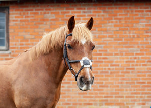 Eco Rider Galway Grackle Bridle