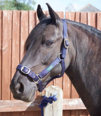 Cameo Equine Headcollar & Rope - Various Colours