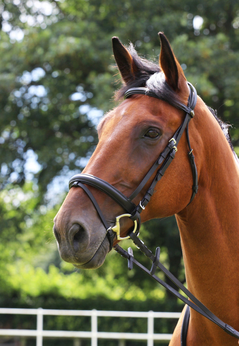Gallop Padded Flash Bridle & Rubber Reins - Shetland - Pony - Cob - Full