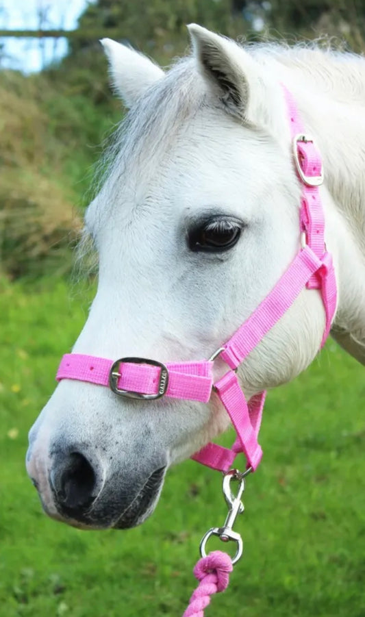Gallop Pink Shetland Headcollar