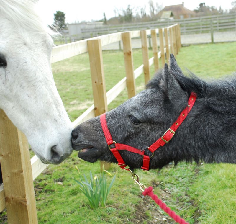 Nylon Foal Headcollar - Various Colours