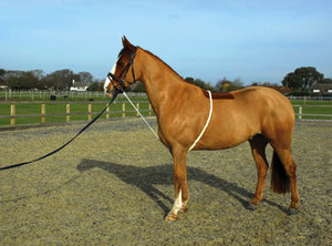 Rhinegold Soft Aid Training Lunging