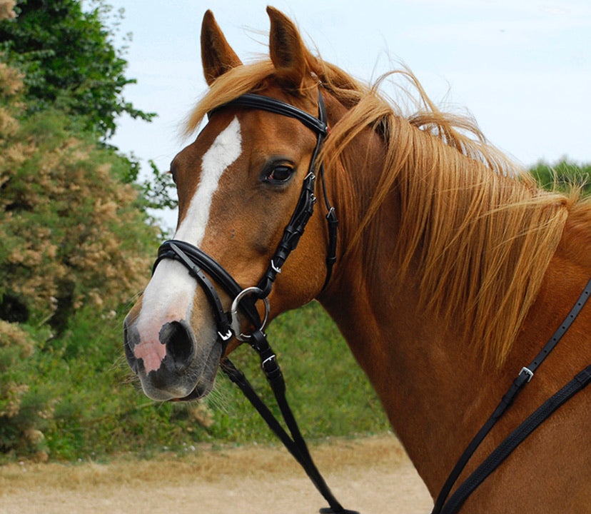 Windsor Flash Bridle & Rubber Reins