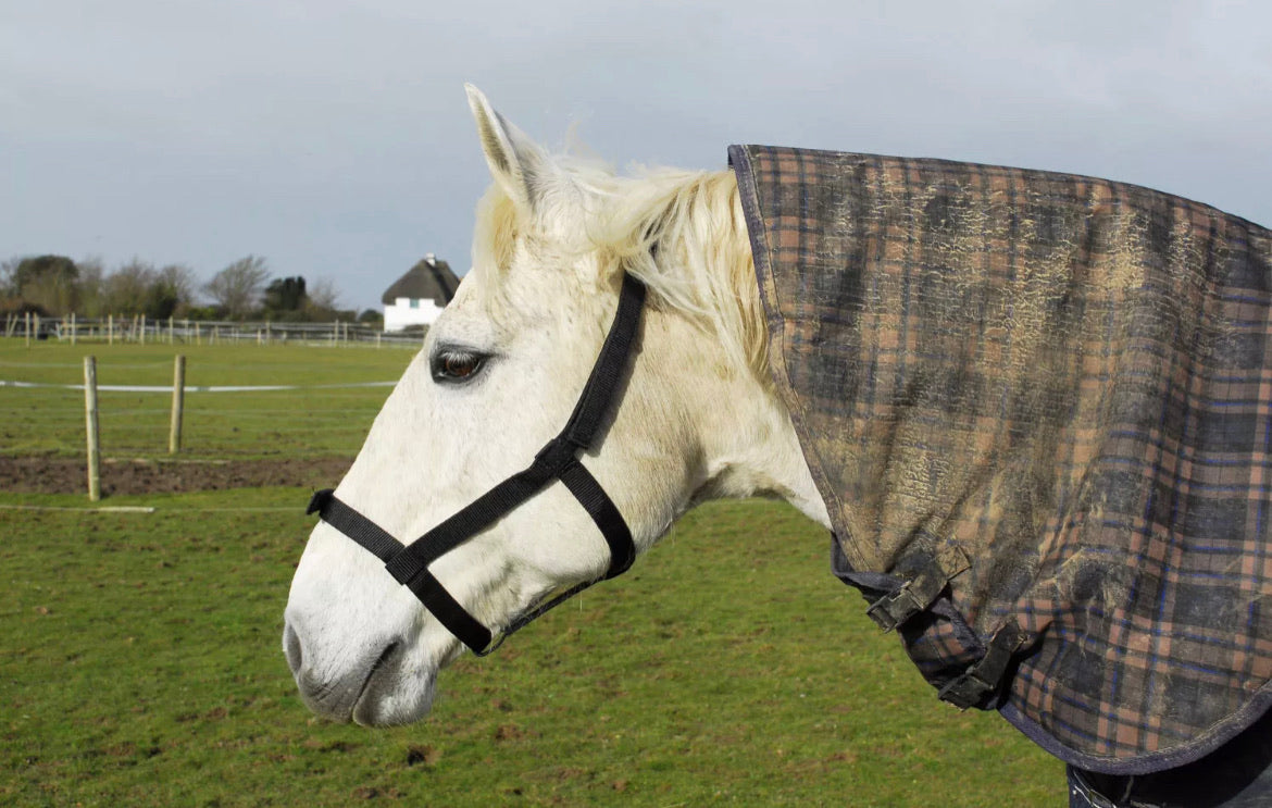 Rhinegold Fieldsafe Headcollar