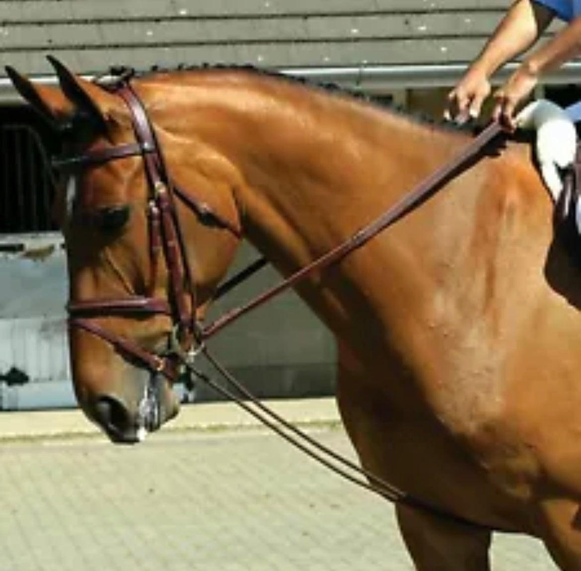Whitaker Training Rein - Lungee Bungee - Brown or Black