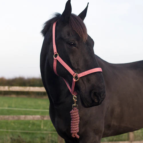Cameo Equine Headcollar & Rope - Various Colours